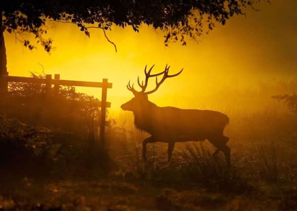 Sunrise stag PHOTO: Allan Wild