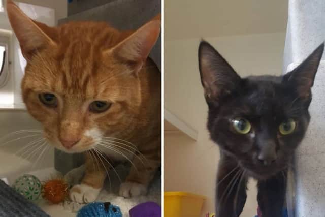 Jerico and Saffire, the branch's first new residents PHOTO: Supplied
