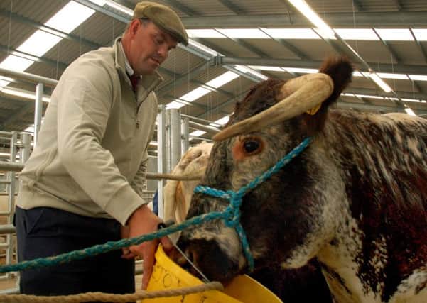 James Winnington gives his five-year-old Longhorn Bull some refreshment.at thhe 2017 annual Traditional and Native Breeds National Show at Melton Cattle Market EMN-180509-161346001