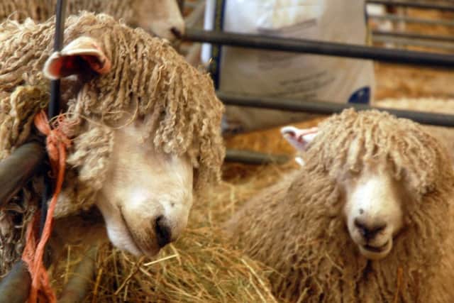 Lincoln Longwools on show at the rare breeds show and sale EMN-180709-144948001