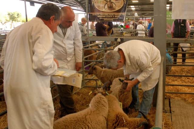 Judges card grade a pen of Manx Loaghton sheep EMN-180709-144959001