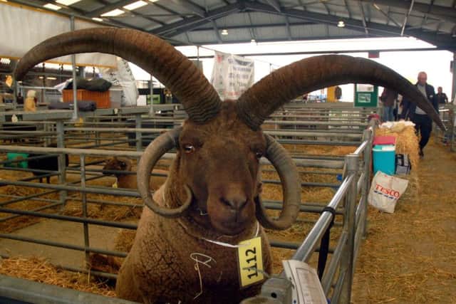 Horns on display at the rare breeds show EMN-180709-145010001