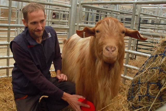 Chris Sully with his Golden Guernsey goat EMN-180709-145021001
