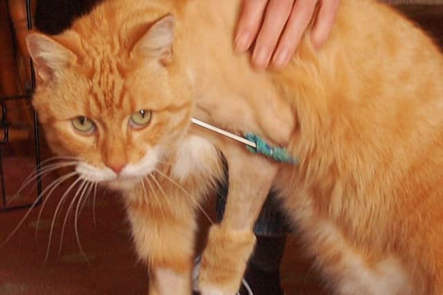 Roger, a beloved pet cat who had his leg broken after being shot by what was believed to be an air gun in Melton EMN-180926-155913001