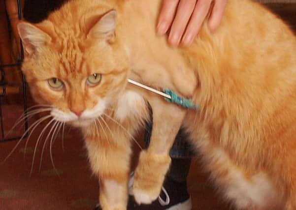 Roger, a beloved pet cat who had his leg broken after being shot by what was believed to be an air gun in Melton EMN-180926-155913001