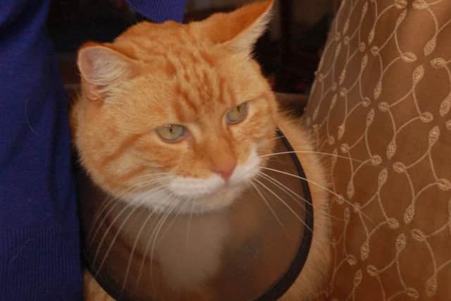 Roger, a beloved pet cat who had his leg broken after being shot by what was believed to be an air gun in Melton EMN-180926-155935001