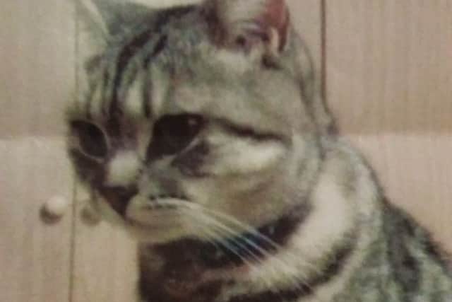 Missing Melton cat, Mister Chief EMN-181010-162640001