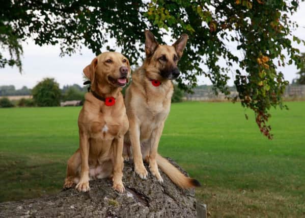 Billie and Buster modelling Pets at Home's Poppy Collar Charm PHOTO: Supplied