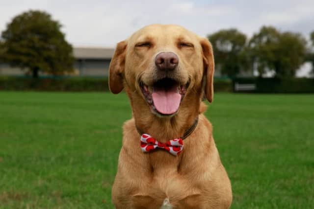 Billie wearing Pets at Home's Poppy Bowtie PHOTO: Supplied