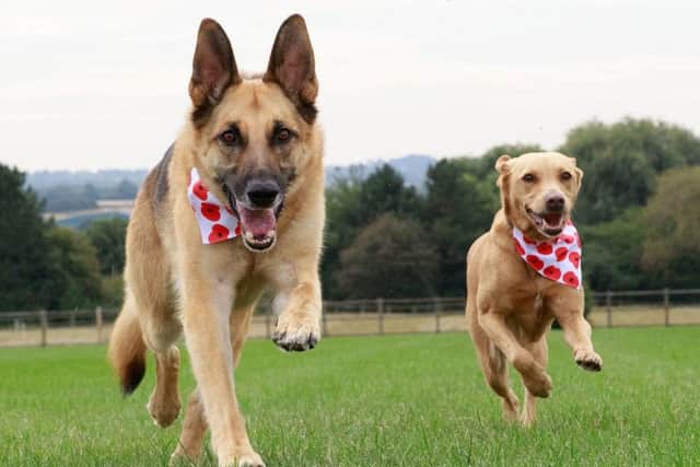 Buster and Billie showing off Pets at Home's Poppy Bandana PHOTO: Supplied