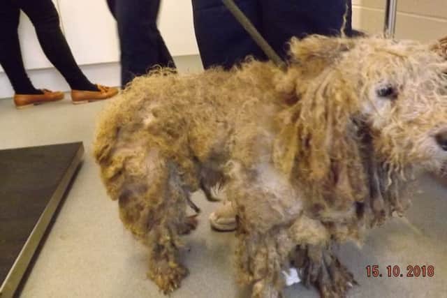 One of the dogs found abandoned at Redmile, north of Melton. Picture: RSPCA
