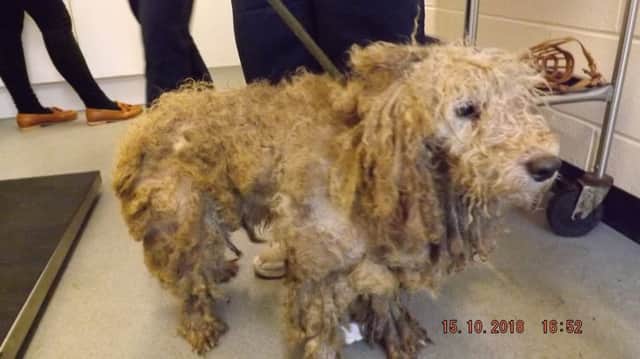 One of the dogs found abandoned at Redmile, north of Melton. Picture: RSPCA