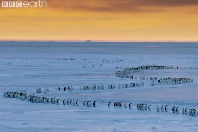 A still image from the new David Attenborough wildlife TV programme, Dynasties, which features music composed by Melton man Benji Merrison EMN-180711-120305001