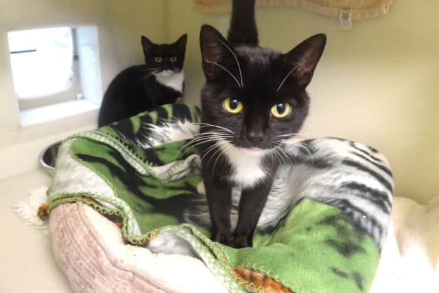 Cats Shadow and Whiskas SUS-181119-130016001