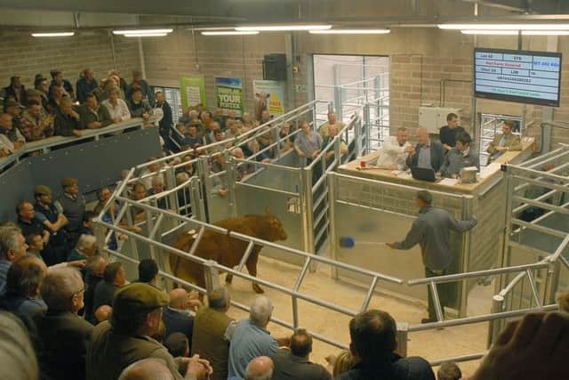 The auction ring in use at Melton Market PHOTO: Tim Williams