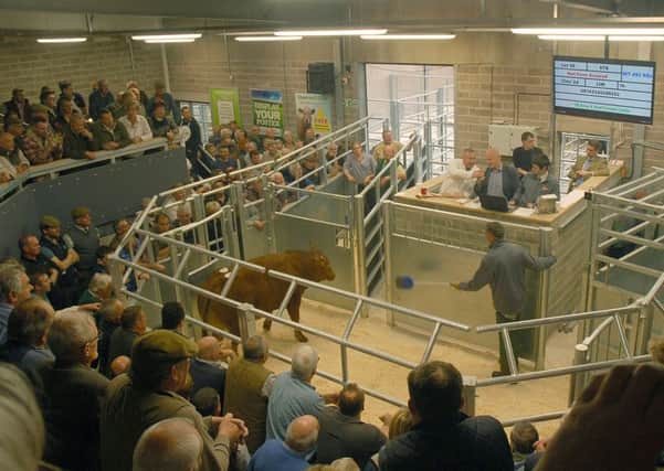 The auction ring in use at Melton Market PHOTO: Tim Williams