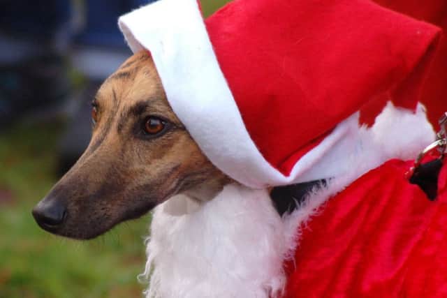 Amber the greyhound dressed to impress PHOTO: Tim Williams