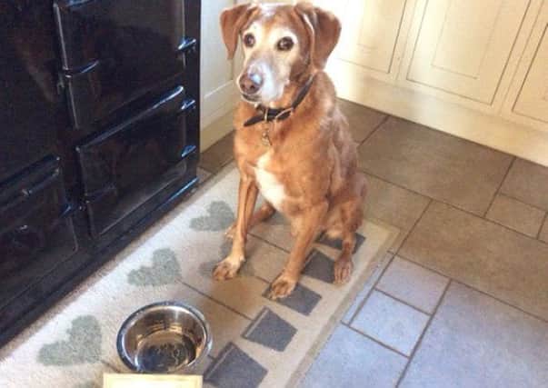 Milo, a 13-year-old Labrador red setter cross PHOTO: Supplied