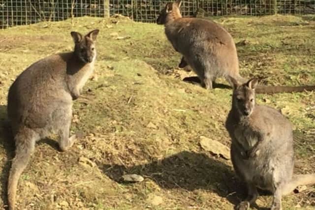 Part of Vernon Moore's wallaby colony at Wymondham EMN-190128-171611001