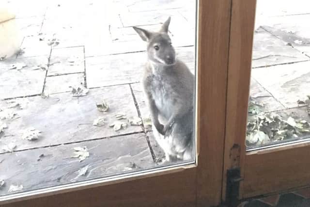 Wally the wallaby who went AWOL from his colony at Wymondham sparking a police search EMN-190128-171621001