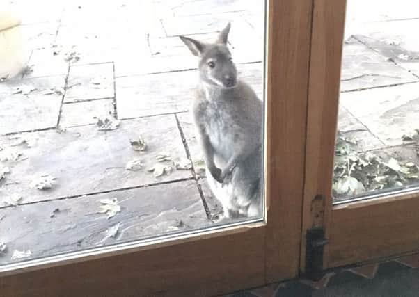 Wally the wallaby who went AWOL from his colony at Wymondham sparking a police search EMN-190128-171621001