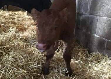 A calf which was stolen with five others from a farm at Hickling Pastures EMN-190103-140349001