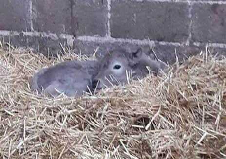 Some of the calves stolen from a farm at Hickling Pastures EMN-190103-140359001