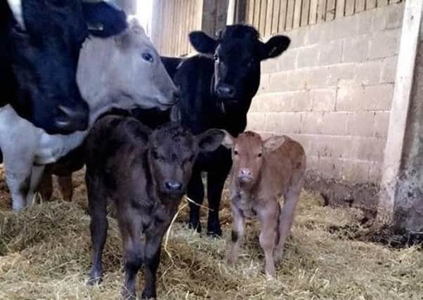 Some of the calves stolen from a farm at Hickling Pastures EMN-190103-140409001