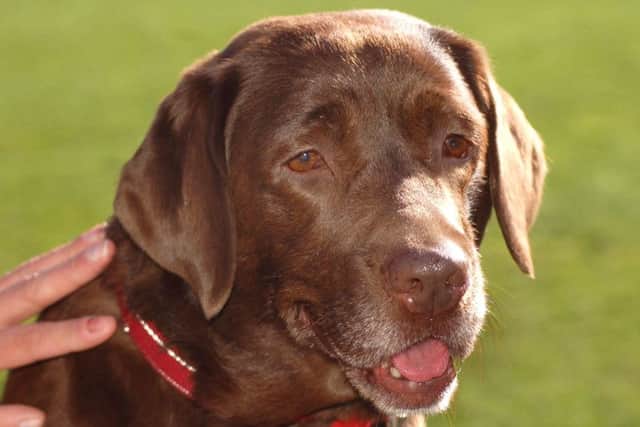 Dolly, a five-year-old chocolate labrador who is helping bereaved Melton people cope with their loss EMN-191103-175458001