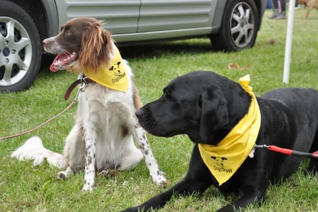 Rescue dogs at Dogs Trust Loughborough PHOTO: Supplied EMN-150720-155807001