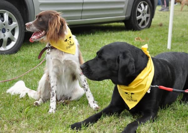 Rescue dogs at Dogs Trust Loughborough PHOTO: Supplied EMN-150720-155807001