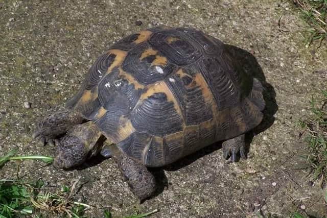 One of the tortoises stolen from a Melton property EMN-190423-104005001