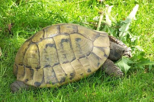 One of the tortoises stolen from a Melton property EMN-190423-104015001