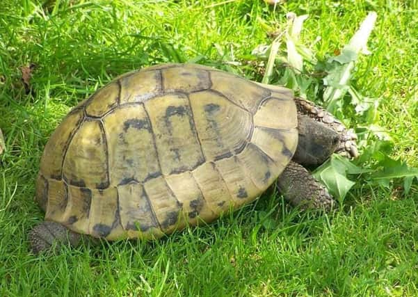 One of the tortoises stolen from a Melton property EMN-190423-104015001