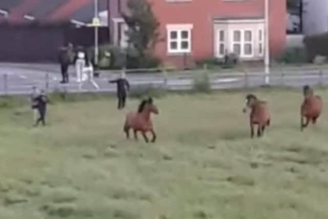A still from the video posted on social media showing youth chasing horses and throwing items at them in a field at the Defence Animal Training Regiment HQ in Melton EMN-190307-102226001