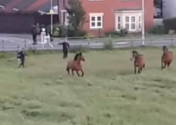 A still from the video posted on social media showing youth chasing horses and throwing items at them in a field at the Defence Animal Training Regiment HQ in Melton EMN-190307-102226001