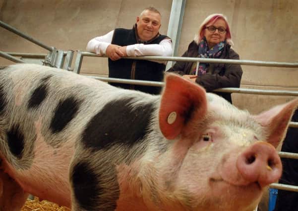Former Melton market manager Tim Webster and steward Kim Arden admire a Pietrain pig at the 2018 Traditional Rare Breeds Show EMN-191109-125741001