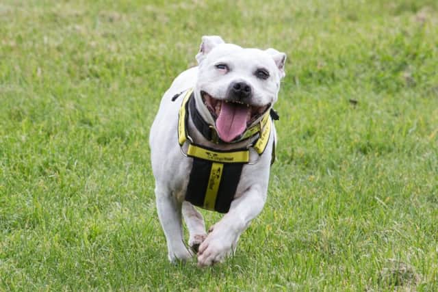 The Wymeswold-based Dogs Trust Loughborough is looking to rehome this 15-year-old Staffie called Lucy - the oldest Staffie staff have ever had to find a new home for EMN-190918-113045001