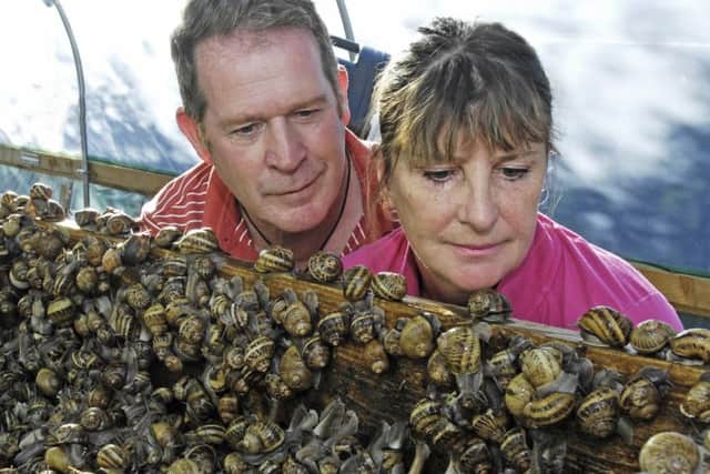 Sandie Hudson and partner Paul check out the snails at Melton Molluscs
PHOTO DEREK WHITEHOUSE EMN-190924-144644001