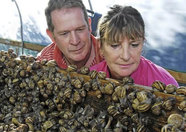 Sandie Hudson and partner Paul check out the snails at Melton Molluscs
PHOTO DEREK WHITEHOUSE EMN-190924-144644001