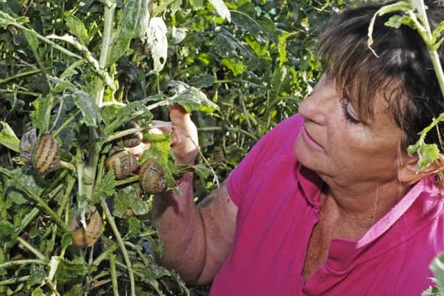 Sandie Hudson examines the snails at Melton Molluscs
PHOTO DEREK WHITEHOUSE EMN-190924-144655001