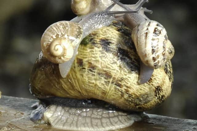One of the snails at Melton Molluscs
PHOTO DEREK WHITEHOUSE EMN-190924-144706001