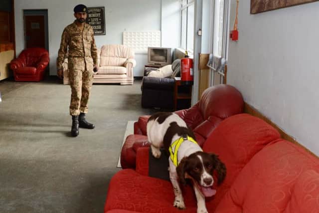 Pakistani Army dog handler SWR (Private) Muhammad Salman training with his Explosives Search Dog, Alf, during his training visit to Melton.


Photographer:
Corporal Mark Larner RLC

10/10/2019 EMN-191021-122849001