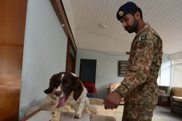 Pakistani Army dog handler SWR (Private) Muhammad Salman looks on as his Explosives Search Dog, Alf, searches a mock sitting room during the Melton training course.
Photographer:
Corporal Mark Larner RLC

10/10/2019 EMN-191021-122900001