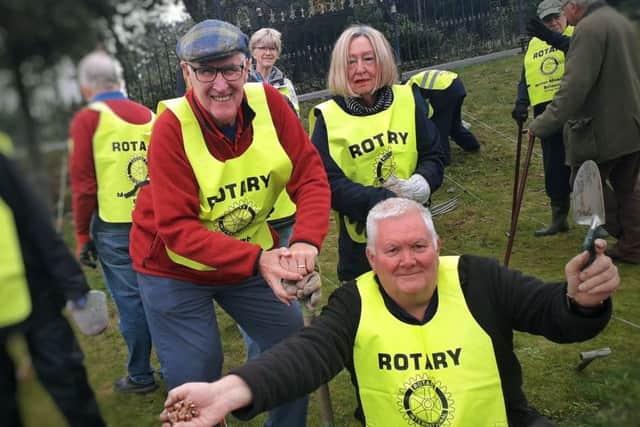 Members of Melton's three Rotary clubs are pictured planting crocus bulbs in the town in a bid to produce a colourful display to mark World Polio Day EMN-191030-090643001