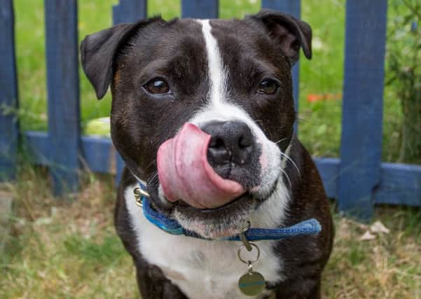 Do you know what ingredients are in the treats you give your dog?