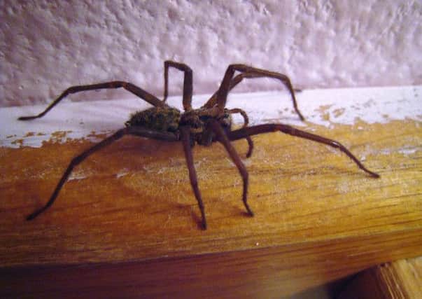 Not always a welcome guest: a house spider