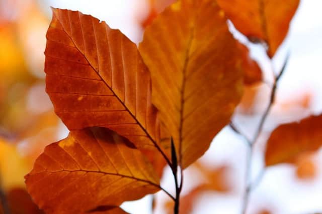 The September Equinox marks the beginning of autumn. Photo: MaxiuB at flickr.com/photos/maxiub/