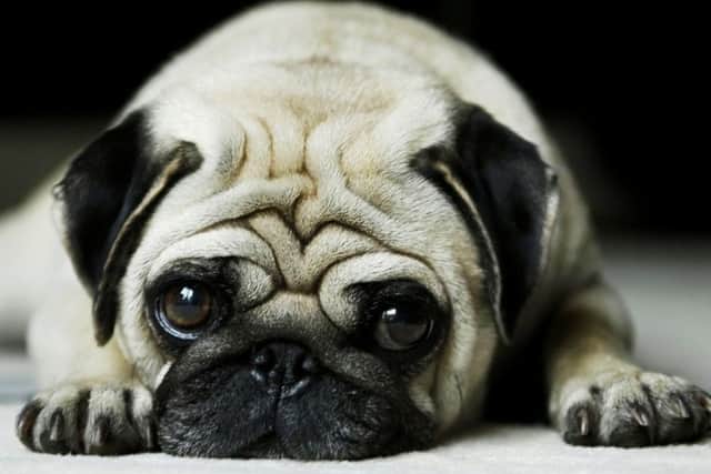 Have you pulled a sickie because of your pet? PNL-150825-111456001