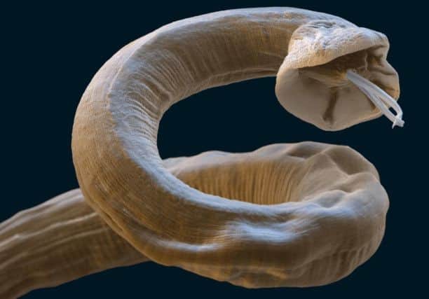 Vets are warning dog owners of an increased risk of lungworm